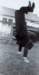 billcrosbyonhands75yrs_small.jpg